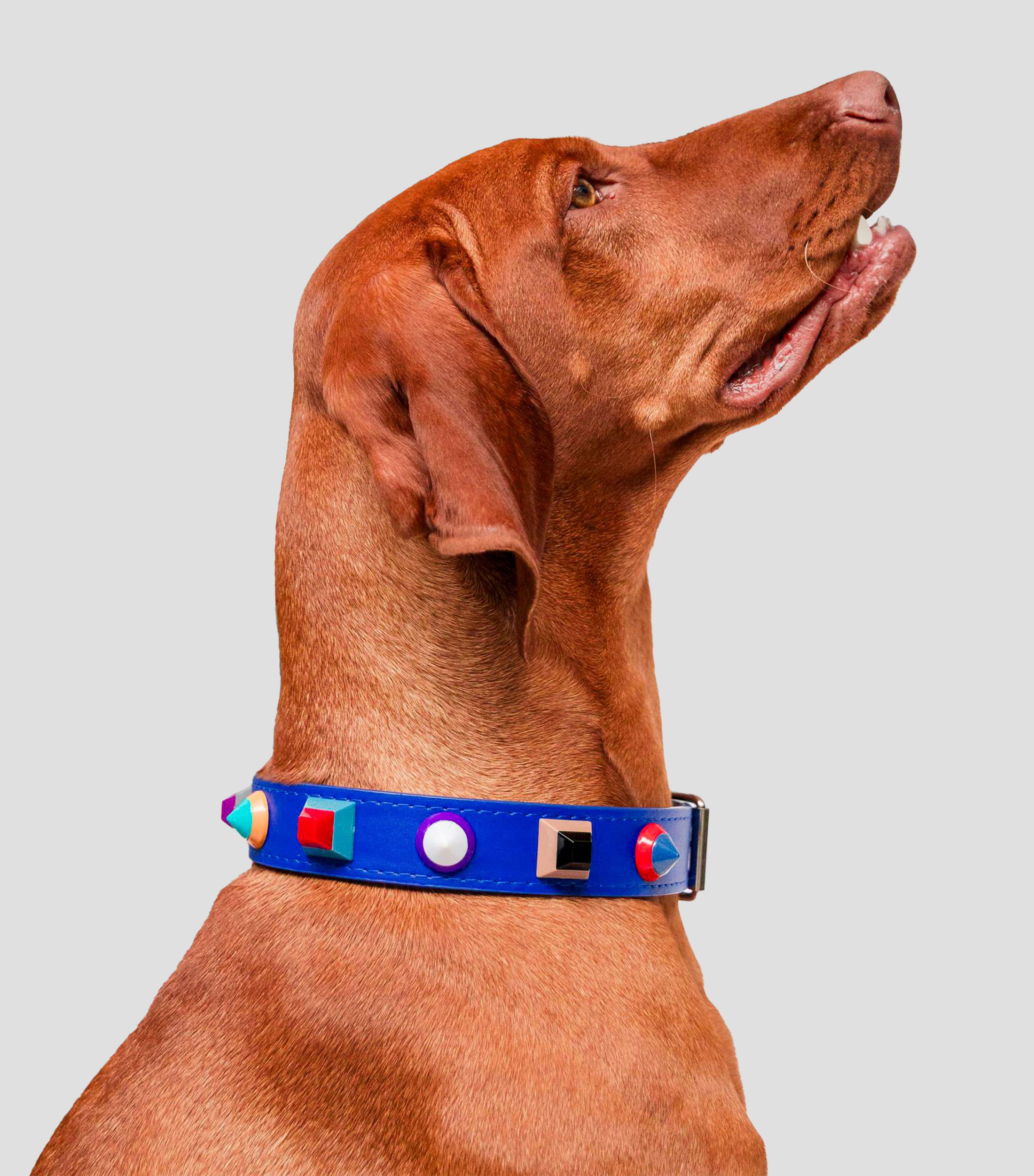 Collar para perro S Rainbow